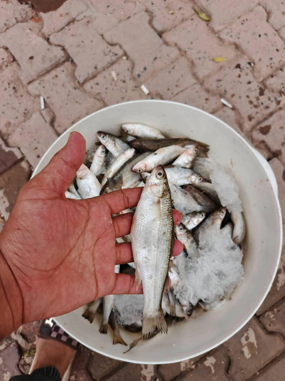 ابو زريده • تازه صيد • توصيل