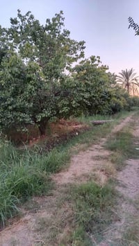 أرض دونم البيع مناصفه سند 25 بغداد شاطئ التاجي قرب جسر المثنى مشجره مش...