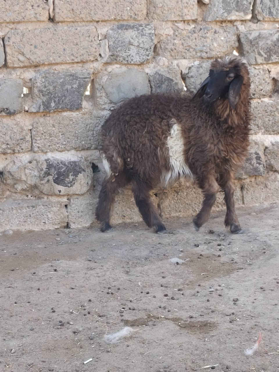 فطيمه • أكل وشرب • بيجي حي تاميم
