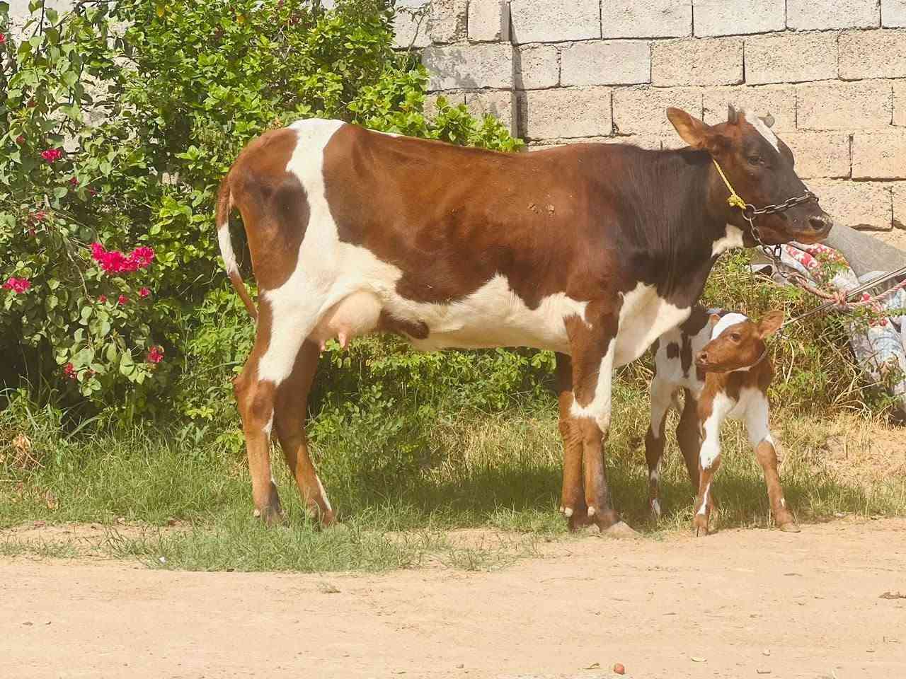 بكر أول بطن • حليب خير • ناحية الزاب