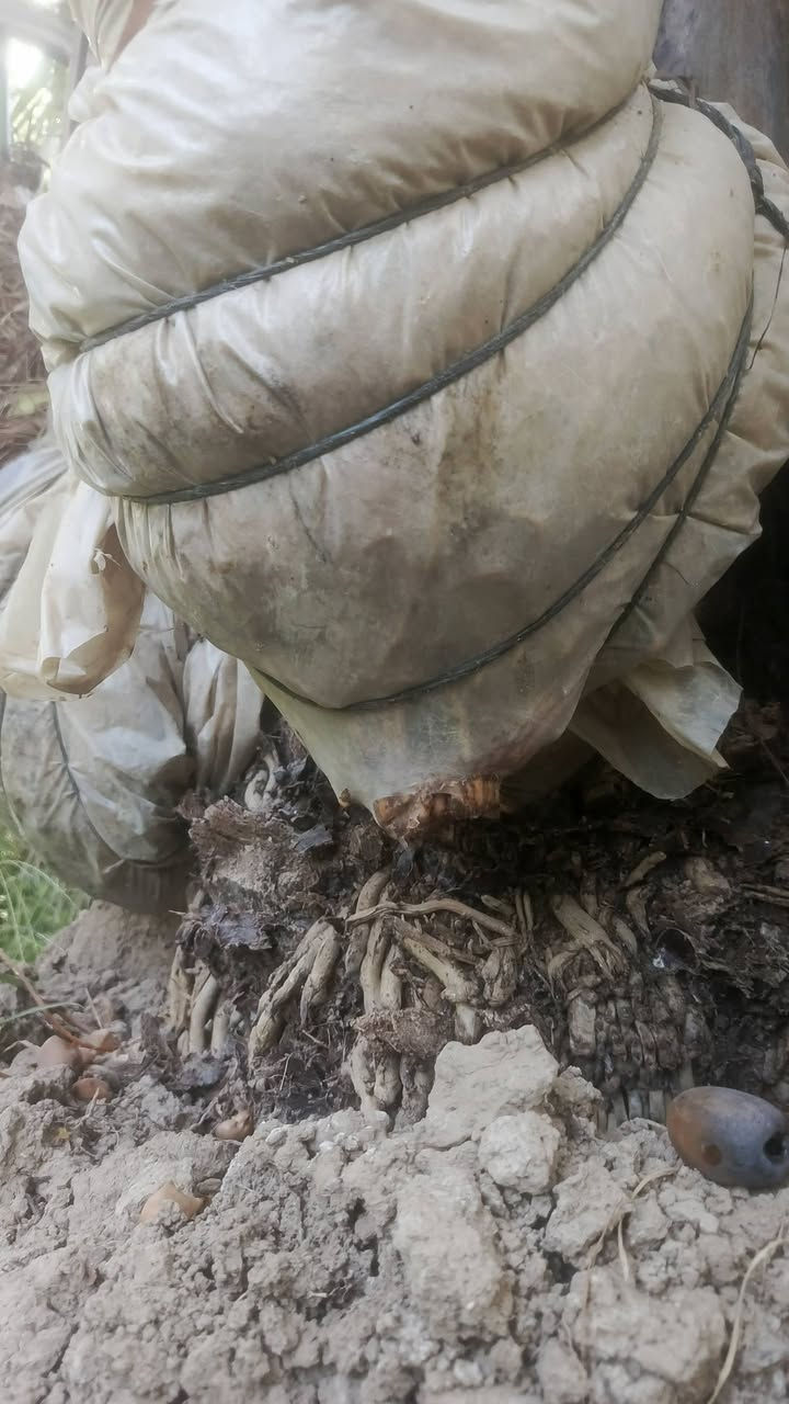 السلام عليكم عشاق النخيل ومحبي النخيل نعرض لكم فسائل مكتوم الراغب بل شراء عنوانه واسط قضاء الصويرة***********
