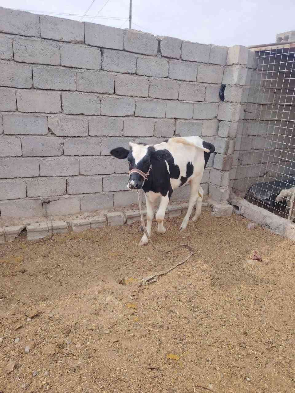 حولية زراعية • للبيع • رقم واحد