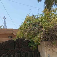 العامريه محله ٦٣٨ • ٣٠٠م • سند مستقل