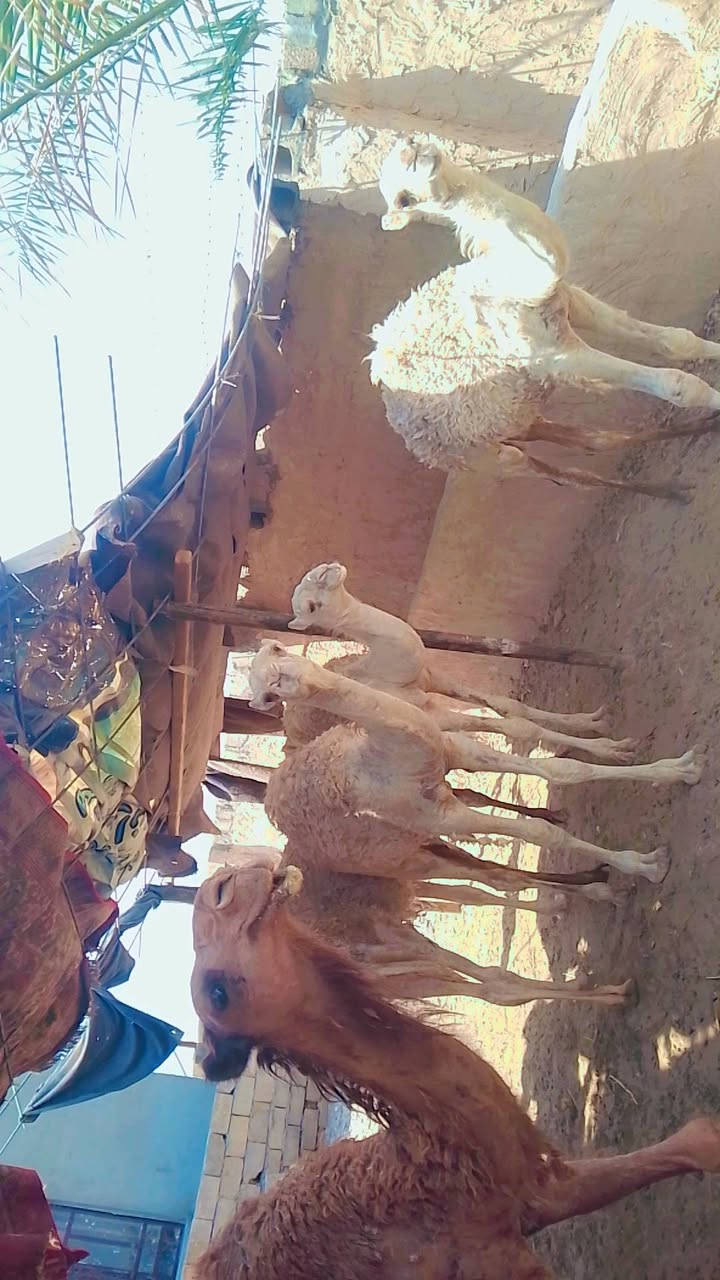 بعران للبيع يرهمن كصابة ويرهمن ربط  المكان تكريت البوعجيل  الاستفسار على الرقم التالي ***********

