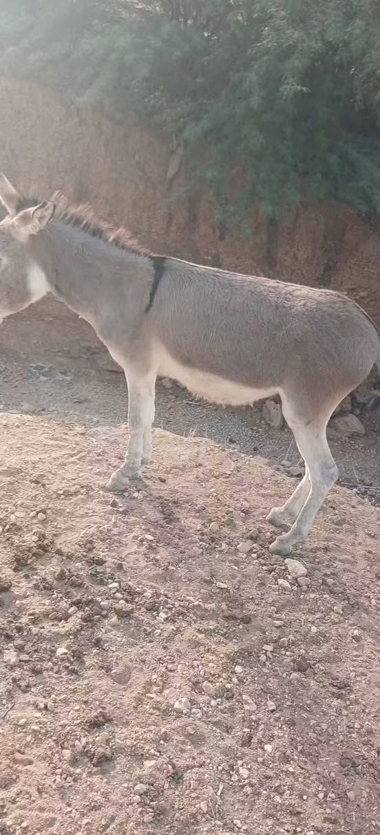 للبيع • أصلي • مريوف
