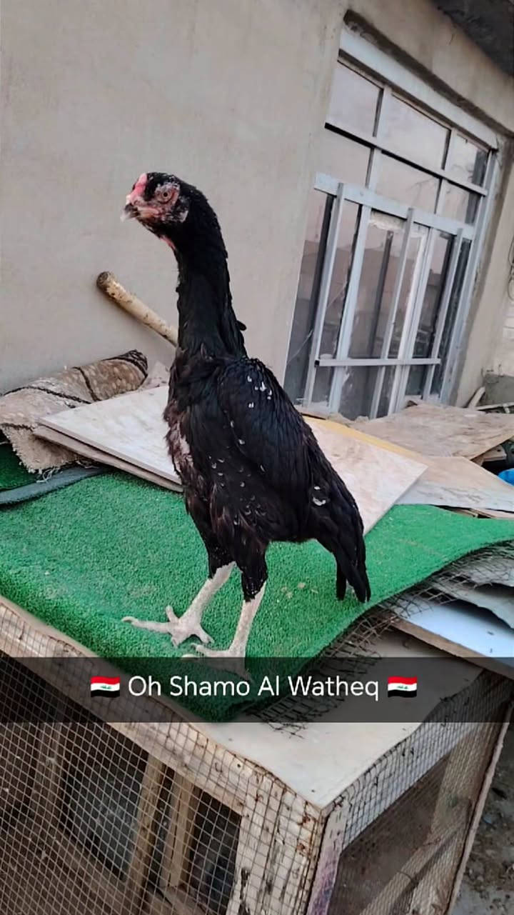متاح نثية 🇩🇪 عمر سنة ونص قياس شرط الصحة ماشاءالله الشراي يتصل مكان كركوك
***********

نص مكتوب في الصور:
- 🏴󠁧󠁢󠁥󠁮󠁧󠁿 Oh Shamo Al Watheq 🏴󠁧󠁢󠁥󠁮󠁧󠁿
- Oh Shamo Al Watheq