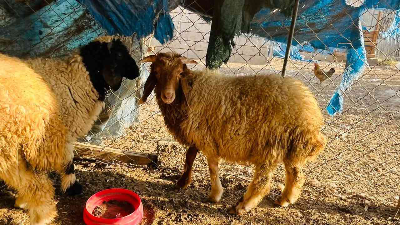 ٤ طليان • شرط النصاحه • العلم سمره