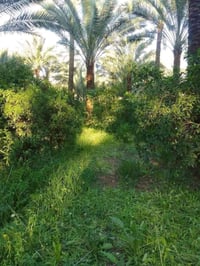 المدائن سيد علي • ١٧٠٠م • طابو ملك صرف