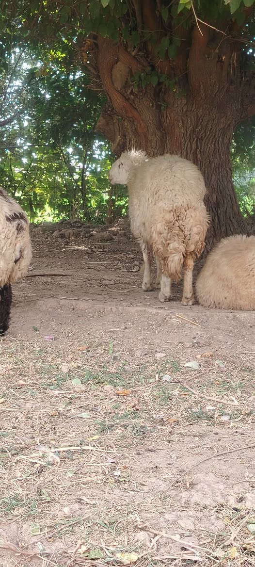 نعجه • ٤ سنون • حامل شهرين