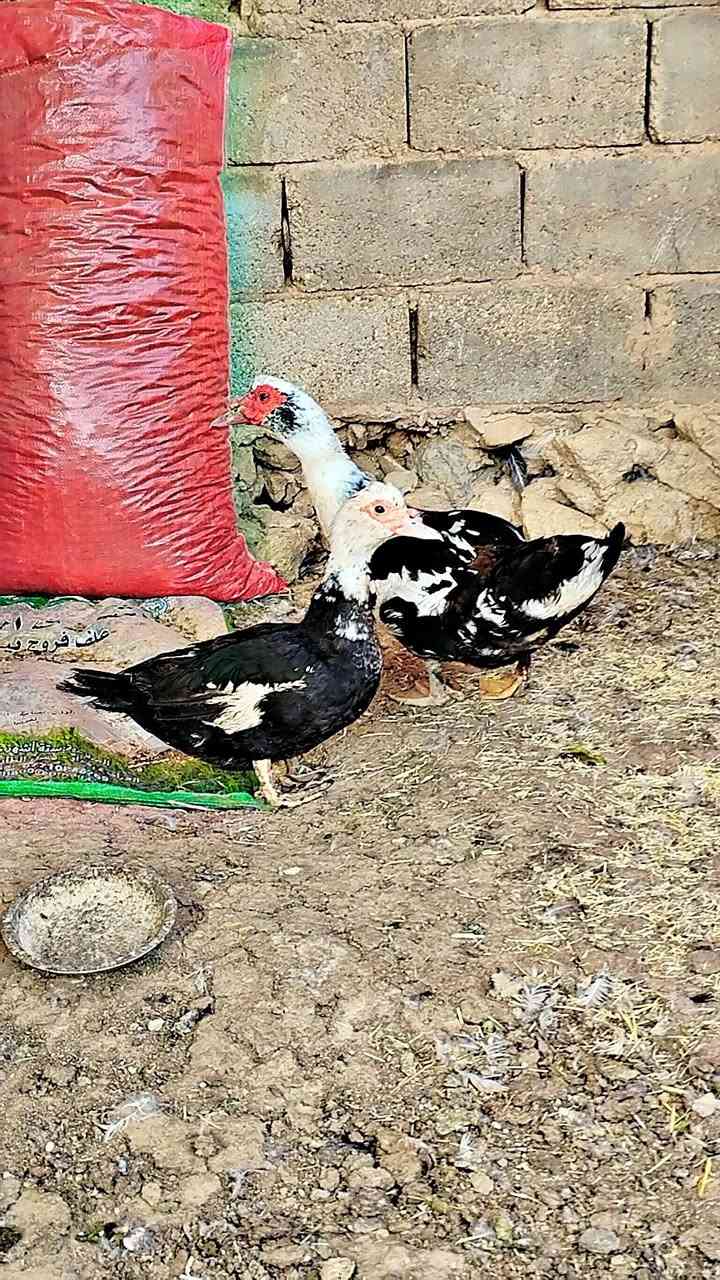 فحل ونثه • مصريات • حديثه