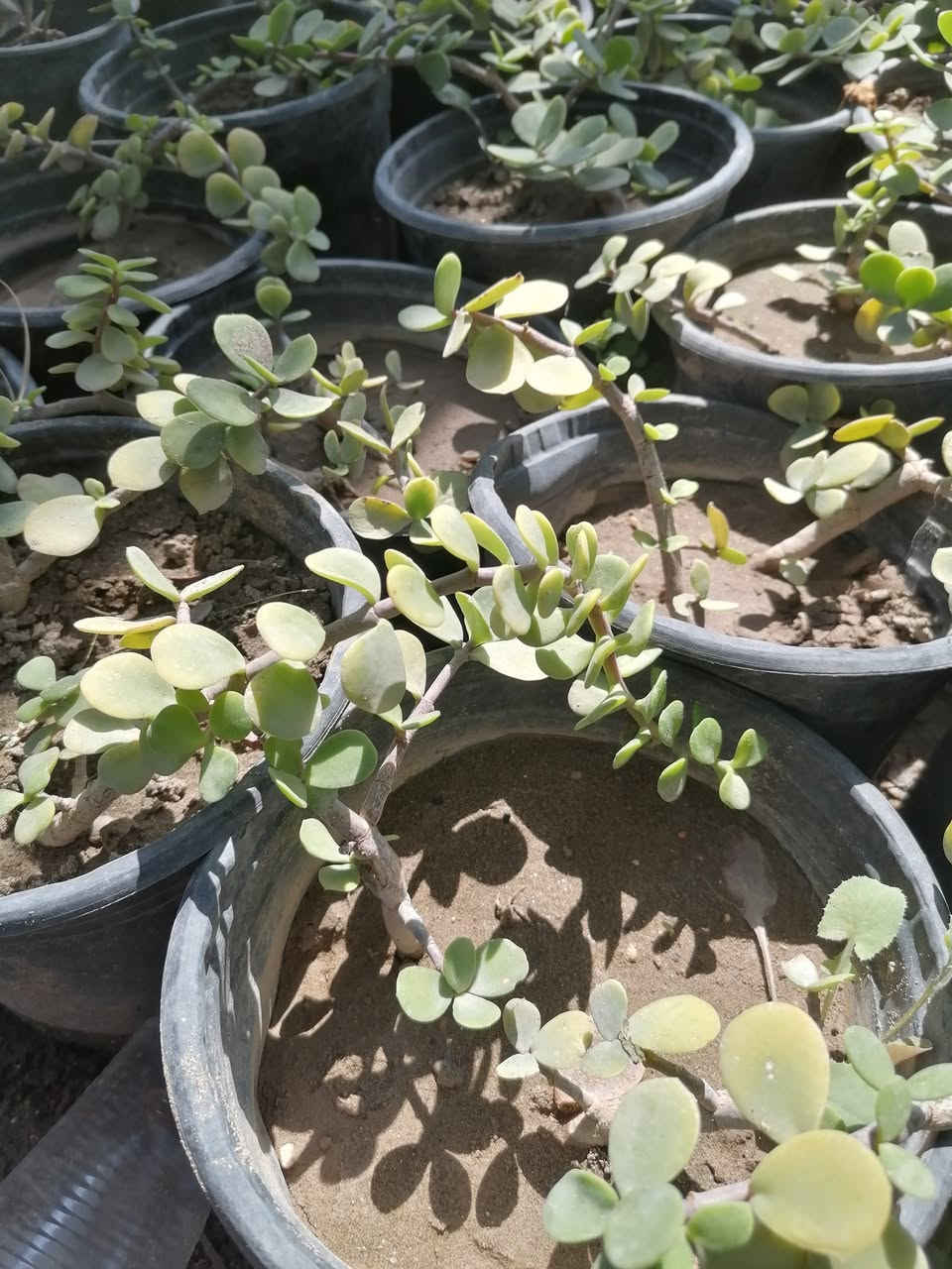عرض لهذا الاسبوع ، ب5 الاف فقط ، خمس شتلات (سجاد عراقي ، دمعة طفل ، سفينة نوح ، قرن الغزال ، بنفسج )
متوفر بكميات خير من الله 
#مشتل_السراي
