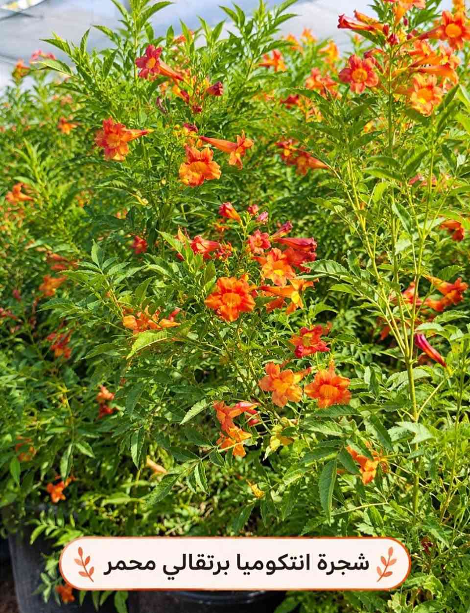 السلام عليكم متابعينا🤍.
🌿🌸 خلّوا الجمال يبدأ من حديقتكم 🌸🌿
إذا تحبون تضيفون لمسة مميزة لبيتكم أو حديقتكم، وفرنا لكم تشكيلة جميلة ومتنوعة من أشجار وشتلات الزينة 🌳🌱
أصناف مختلفة، ألوان جميلة، وأزهار تضيف للمكان حيوية وأناقة وتخليه أكثر جمالاً وتميزاً 💚
🌱 شتلات قوية وسليمة
🌸 تشكيلة متنوعة من أشجار الزينة
🌿 مناسبة للحدائق والبيوت والمساحات الخارجية
✨ اختيارات تناسب مختلف الأذواق
اختاروا النباتات اللي تحبوها، وخلّوا مساحتكم الخضراء أجمل يوم بعد يوم 💜
📍متوفر توصيل لجميع محافظات العراق🚗🚗
📍 للحجز والاستفسار مراسله الصفحه او مراسلتنا على واتساب من خلال الرقم: ***********

نص مكتوب في الصور:
- متسلق ياسمين ازرق
- متسلق ياسمين هندى احمر
- شجرة انتكوميا برتقالي محمر
- نبات المطاط
- شجرة بونسيانا حمراء
- شجرة اكاسيا حمراء
- ورد القهوة احمر حجم كبير حجم صغير
- وردة القهوة بنفسجي
- جاتروفا