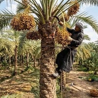 بستان • كاصوص • النصر-الرفاعي