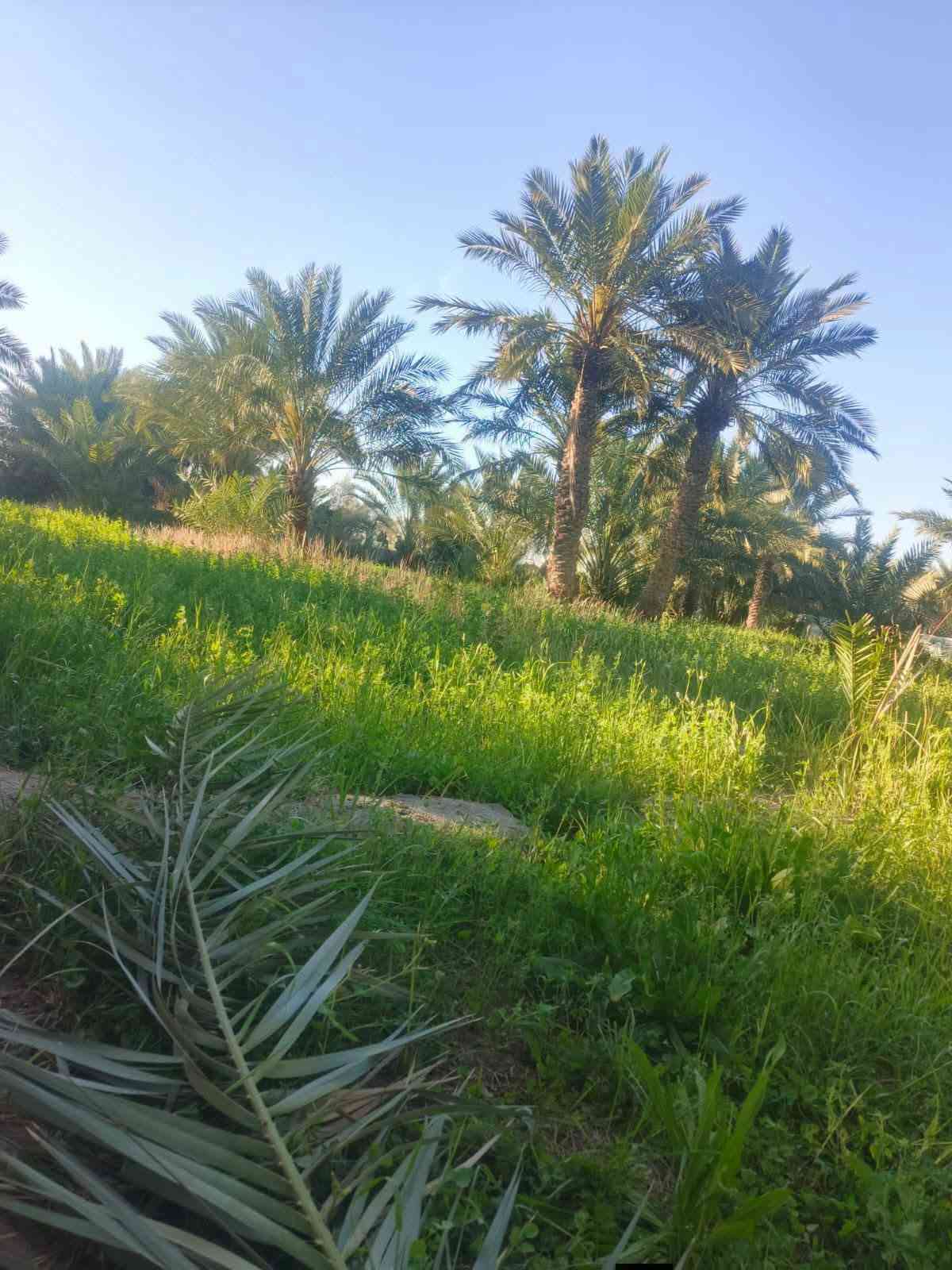 عبر الجسر السديناويه • ٣٨٠٠م٢ • نخل ٦٠