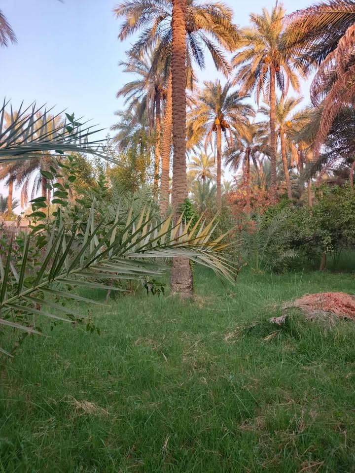 السلام عليكم
بستان مساحه 700متر في كربلاء شارع السيده زينب يبعد عن الامام 10 دقايق بلسياره 

تكدر تشتري 700كامله او نصفها او فقط 100متر 

 (بستان زراعي سند 25)  بواجهية 36 على طول فرع و نزال 19.45 مغروسه بأشجار و نخيل و ماء أروائي سقي من نهر الحسينينة القطعة تبعد عن الشارع العام 600 متر داخل فرع عرض شارعهة 6 امتار خدمات ماء + كهرباء واصل للقطعة تنفع قطع و ومنتجع للاستثمار 
للأستفسار الأتصال على الرقم ***********
