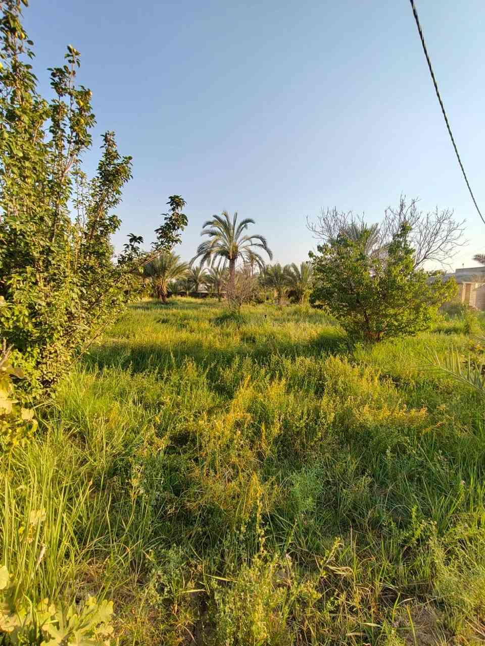 بابل الحمزة الغربي • ٢ دونم • طابو زراعي