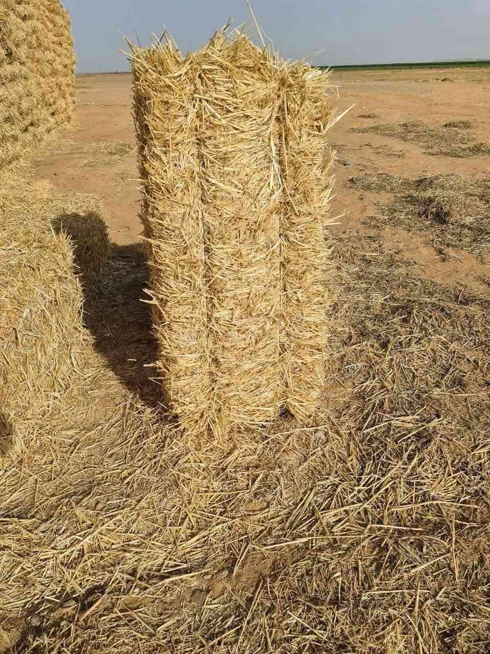 واصل الباب البيت
تبن كبس گفر درجا اولا واصل للبيت الطول متر مضغوطه شرط  ***********///***********

