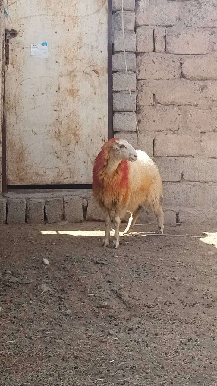 السلام عليكم 
 دجه صرصه  للبيع 
خشف تبارك الرحمن 
خشانه ونصاحه فول 
مكفوله من كل عيب 
مكاني الشرقاط 
***********
