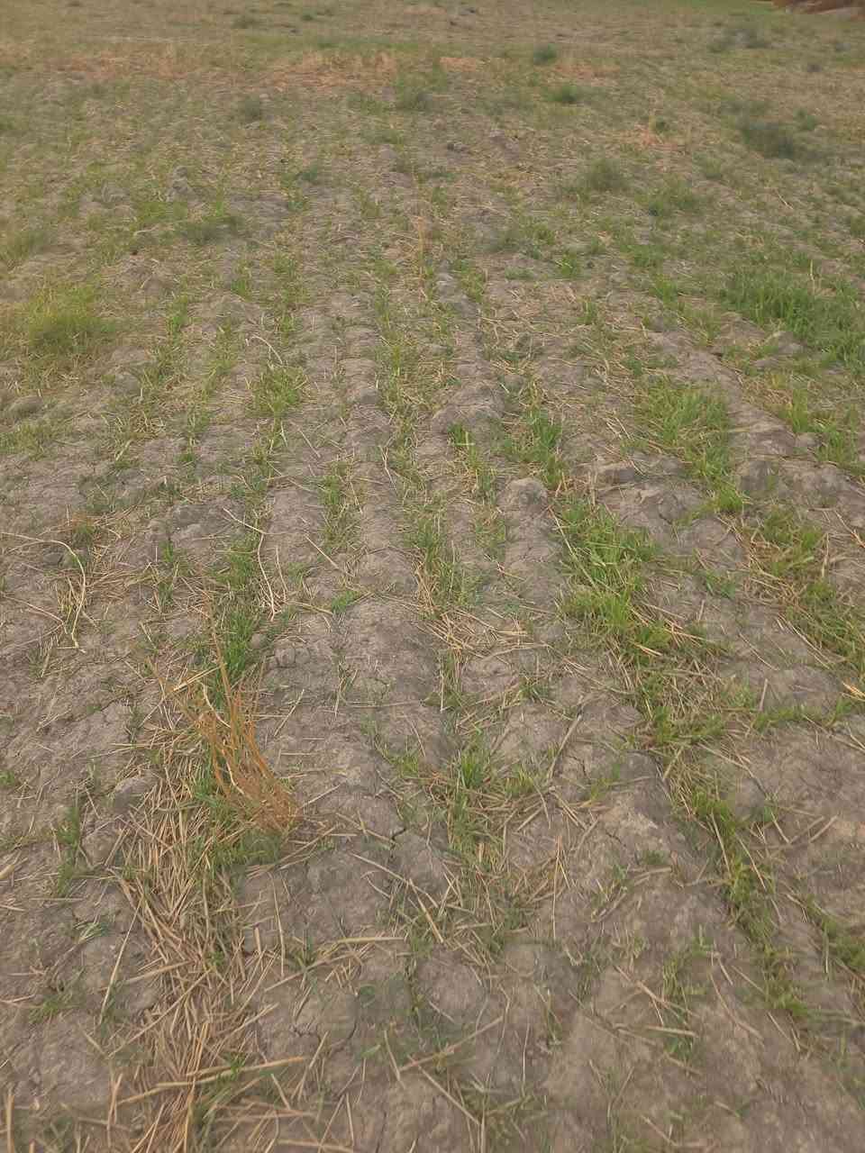 الرميثه • ١٤دونم • طابو صرف
