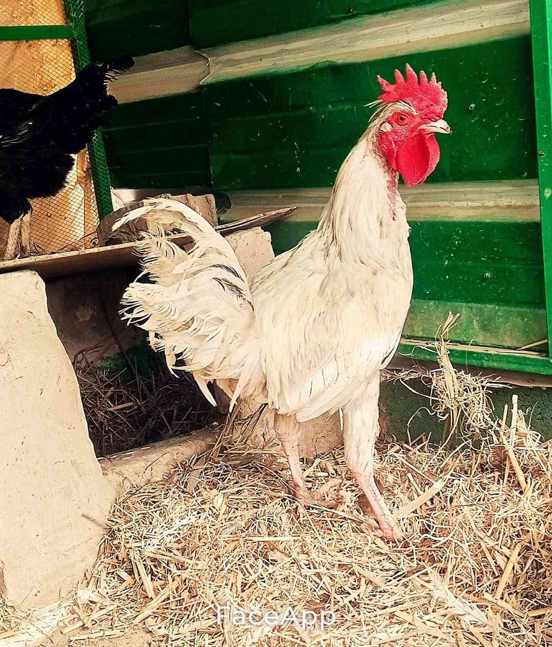 ديج • دجاجين • سبع البور الضباط