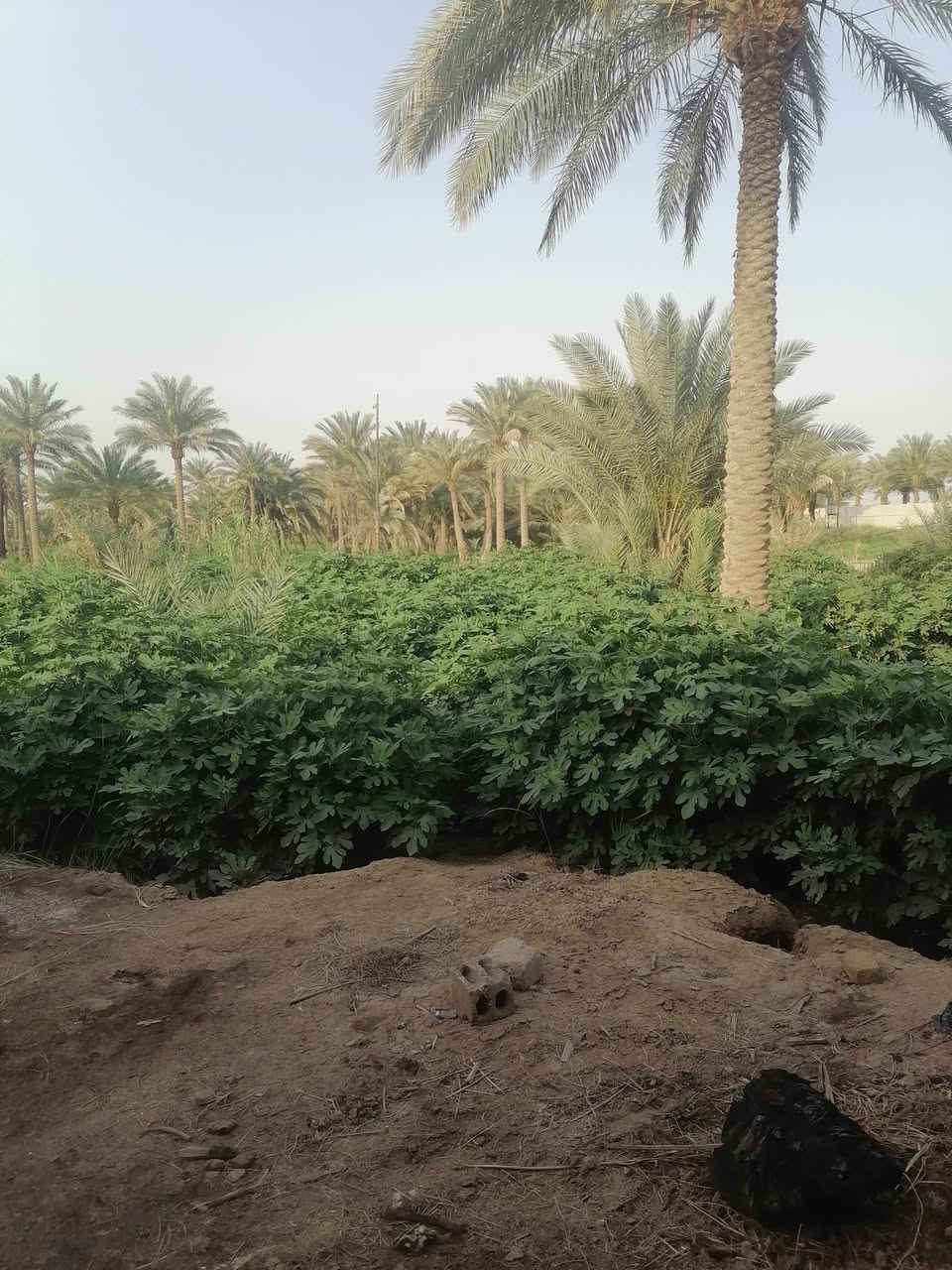 دونم • طابو زرعي • طريق السنيه الدوانيه