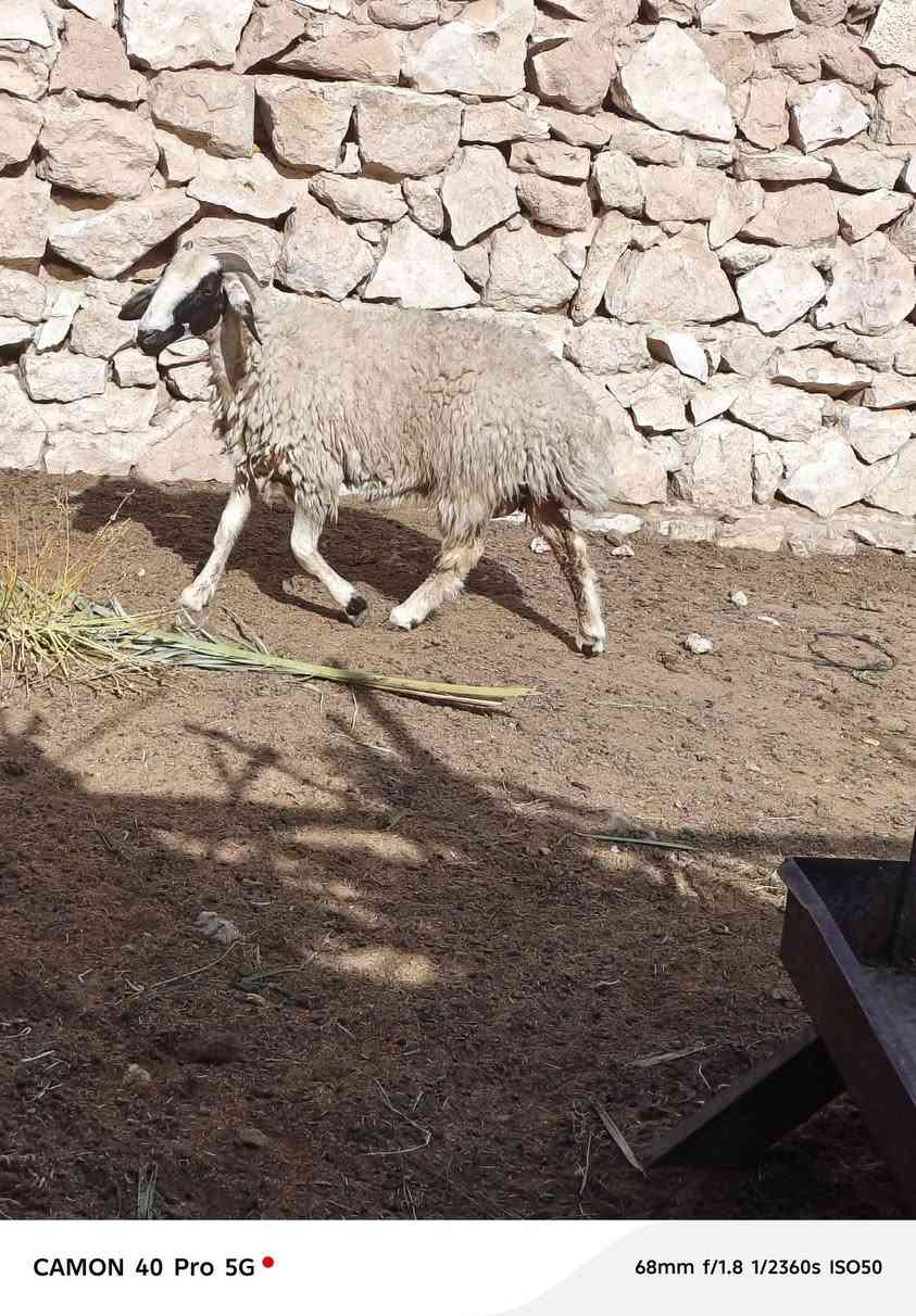 بروانه سنجك • حلايب • توصيل