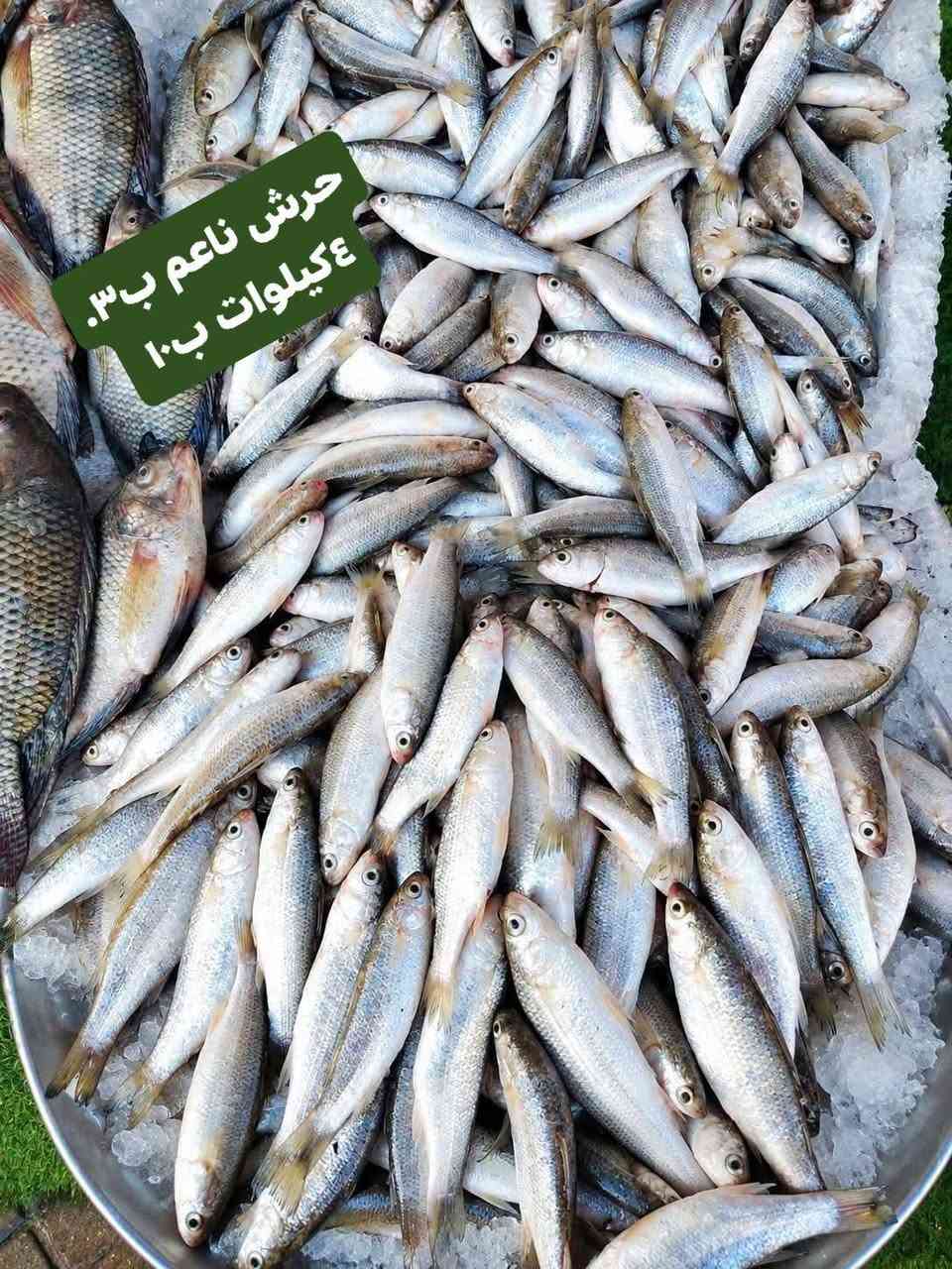سمتي مال شط • حرش خشن • توصيل السماوه