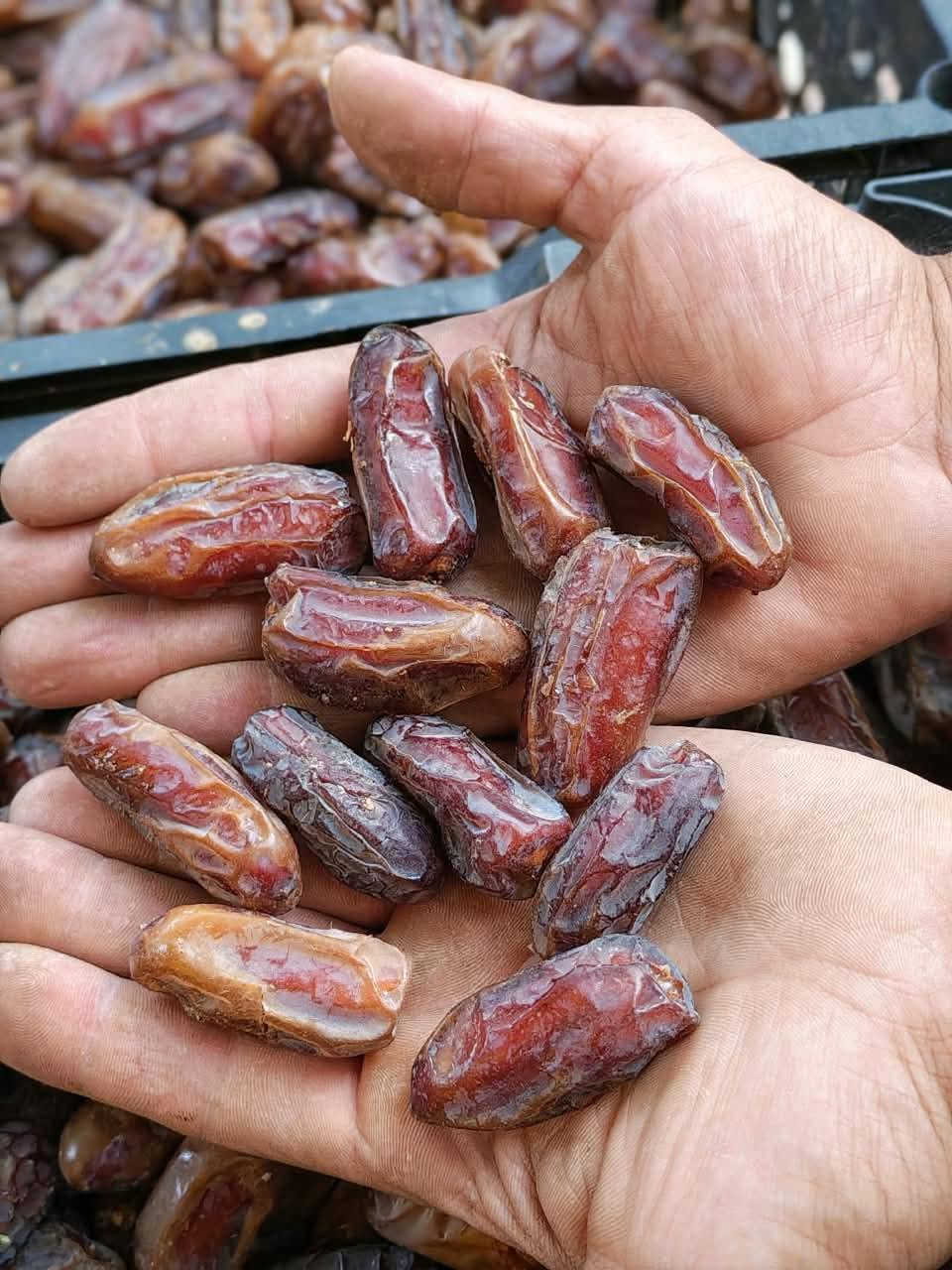 تمر سماوي • خشن مفول • ناشف