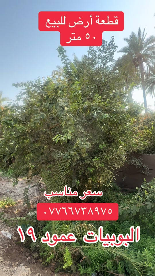 أرض • البوبيات عمود ١٩ • ٥٠م