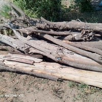 عودان • نبق • يابسات