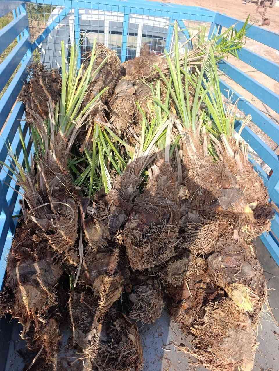فسائل اشويثي • اصفر • ناصريه ابو هاون