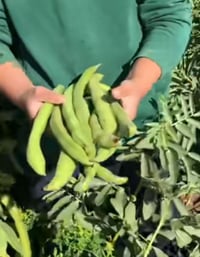 بذور باقلاء • كرطانية • حلة ابو غرق
