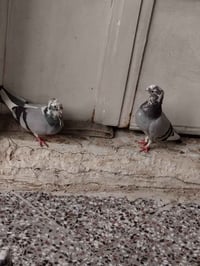 ارافل بلاج زوجين امايات وجواهن افراخ والباقي مخاليف شارع المطار ٠٧٨١٤٨...