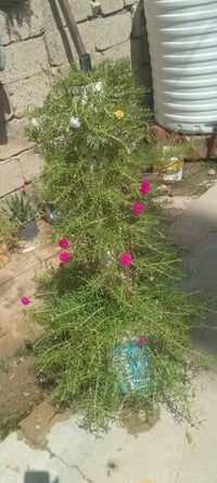 للبيع • ديكور حديقة