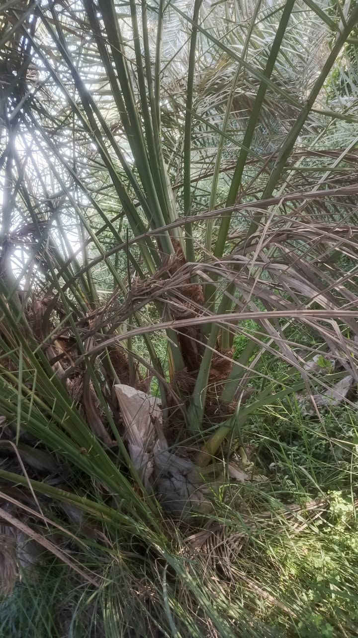 السلام عليكم عشاق النخيل ومحبي النخيل نعرض لكم فسائل مكتوم الراغب بل شراء عنوانه واسط قضاء الصويرة***********

