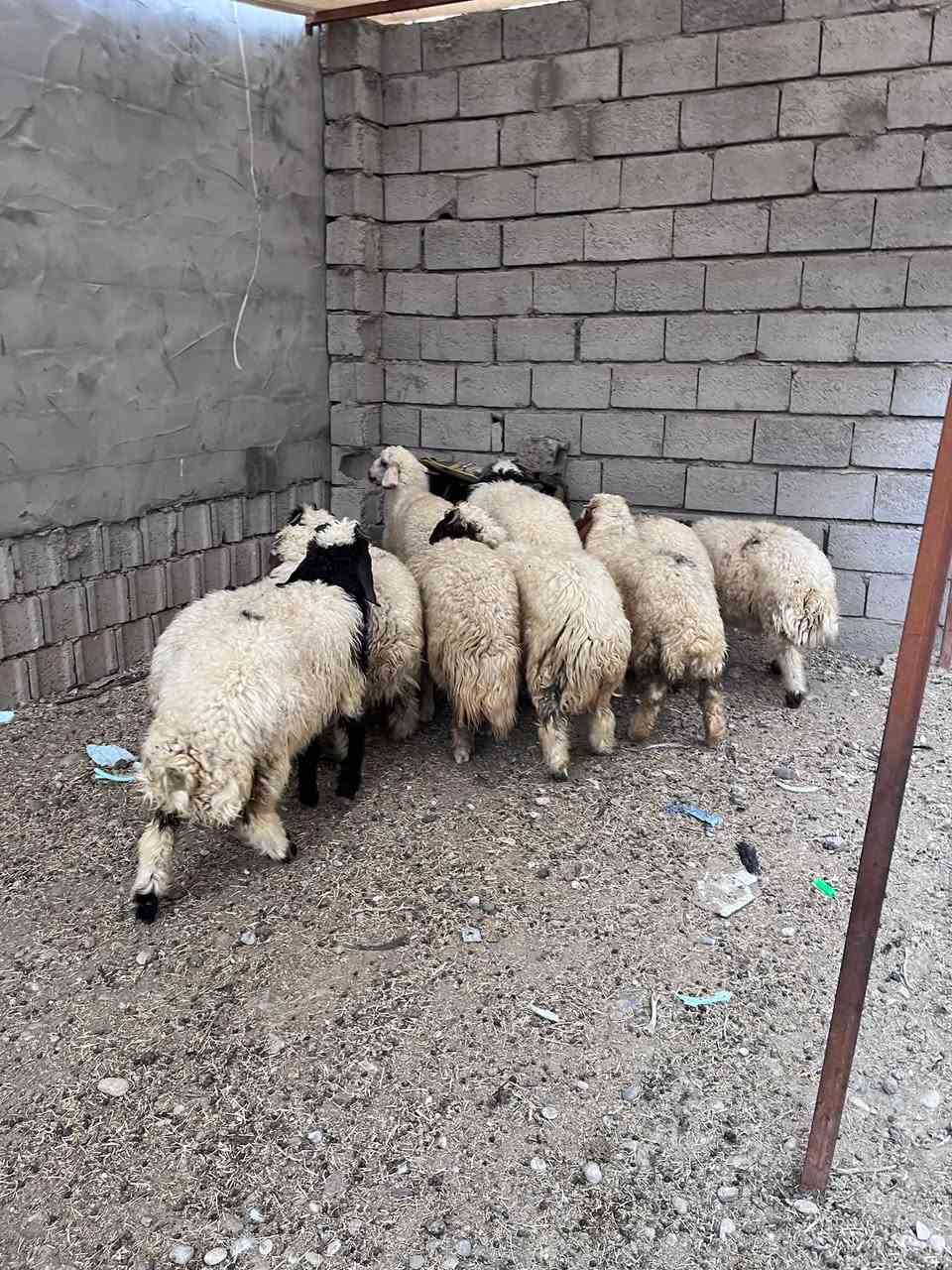 طليان • ١٠ قطع • قرةتبه