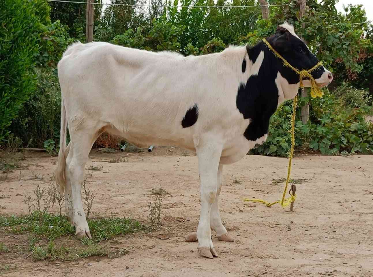 بجر فرنسية • جنس رقم واحد • قريه اصبيح