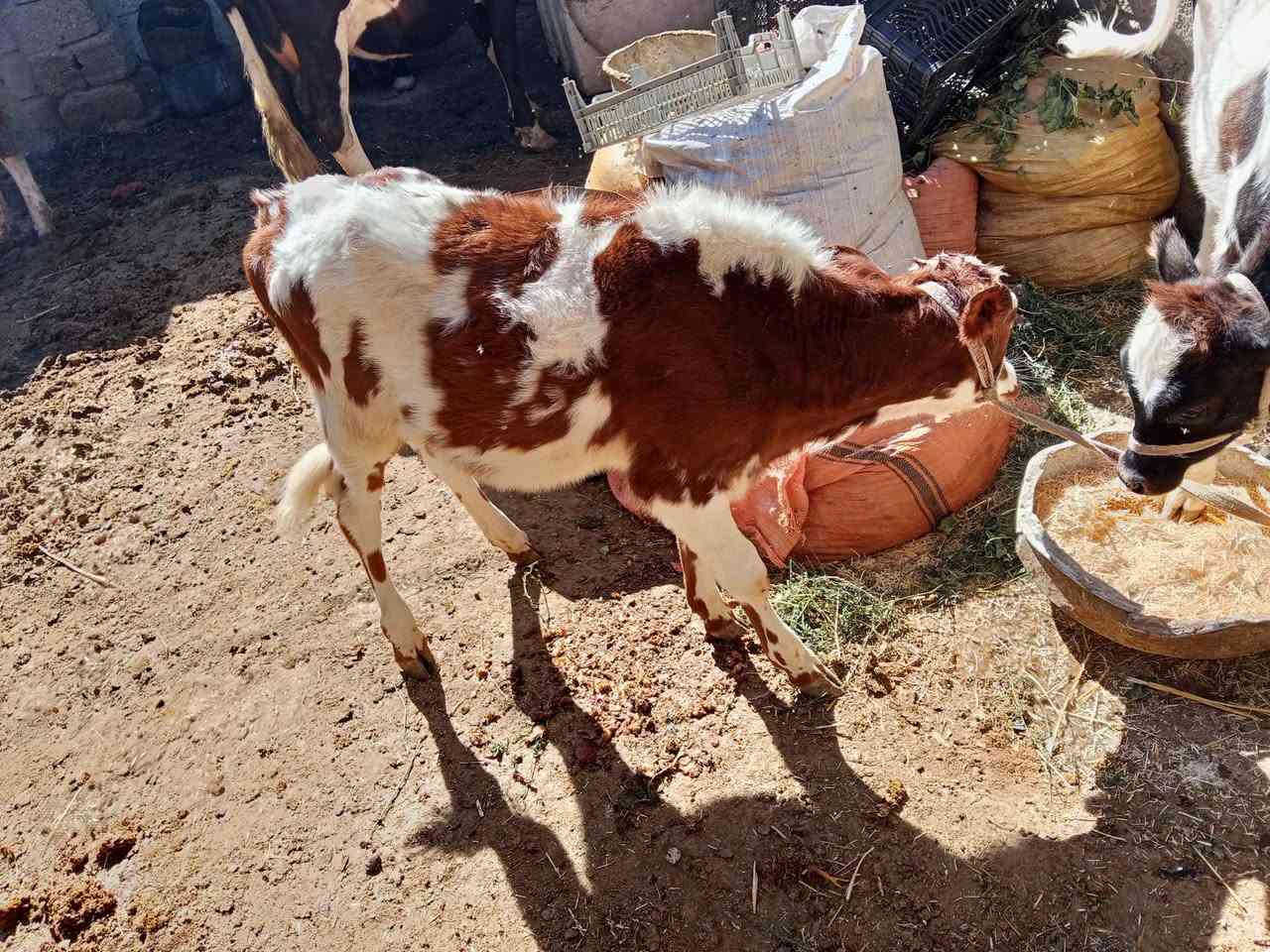 بقرة • حليب دسم • ثالث بطن