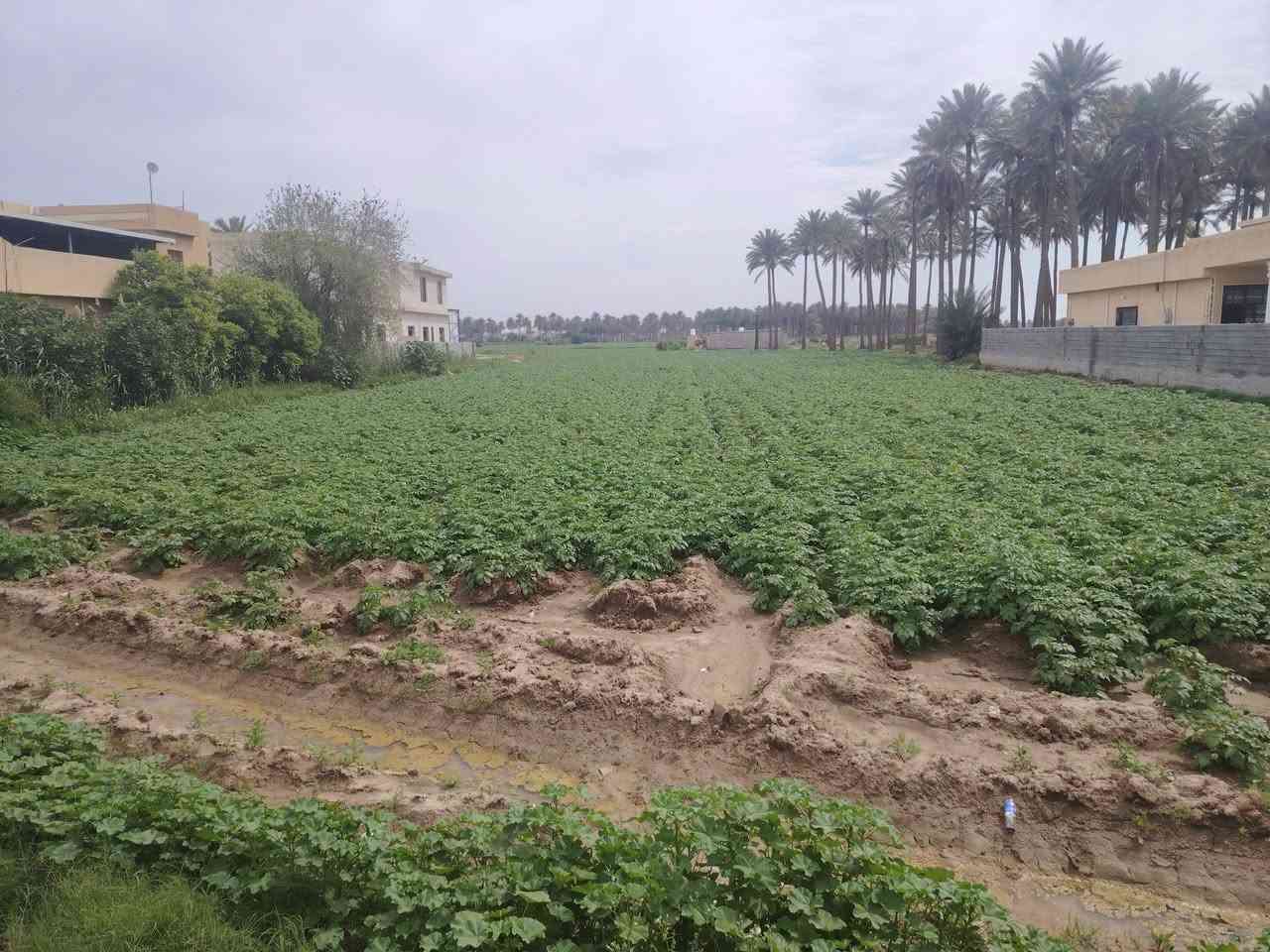 سلام عليكم عندي دونم للبيع بغداد اليوسفيه القصر الاوسط حي ربيع مخازن أحمد ألانباري سند 25 بسمي تحتوي مباشروبيهه ما ساله كهرباء شارع تبليط بيها نخل 20 نخل و مشروع رواي مي لكبير السعر خاص *********** السعر
