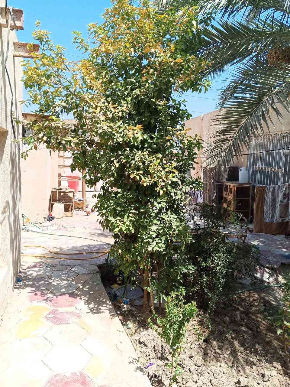 السلام عليكم ورحمه الله وبركاته
بيت زراعي للبيع في الدغاره حي الشرطه خلف المحطه الجديده 
مساحه البيت 450 متر محتويات البيت 3 غرف نوم وصالتين والاستقبال معزول 10طول وعرض 5 البيت بحاله ممتازه لكن يحتاج إلى بعض الترميم السعر 75 مليون وبي مجال للتفاوض 

ملاحظه البيت بدون سطح 

للاستفسار الاتصال بالرقم 
***********

