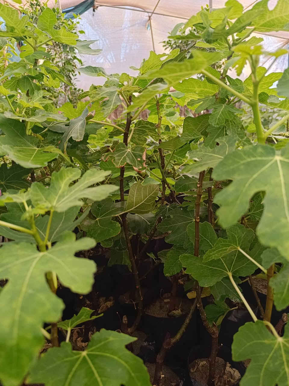 🌿🍃 متوفر لدينا شتلات التين بأصناف مميزة 🍃🌿
🍈 تين العبيد السعودي
🍈 تين جامبو الإسباني
🍈 تين العسلي
💰 السعر: 3,000 دينار للشتلة
🔥 للكميات 100 شتلة فأكثر: 2,500 دينار للشتلة فقط
🌱 شتلات مناسبة للزراعة المنزلية والبساتين
📦 الكمية محدودة
📍 الموقع: الأنبار – قضاء حديثة – قرب جامع الرفاعي
📞 للاستفسار والطلب:
***********
***********
📱 متوفر واتساب

