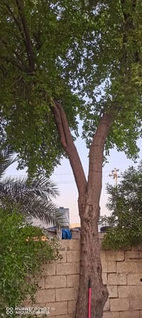 شجره • فحامه • مساكف