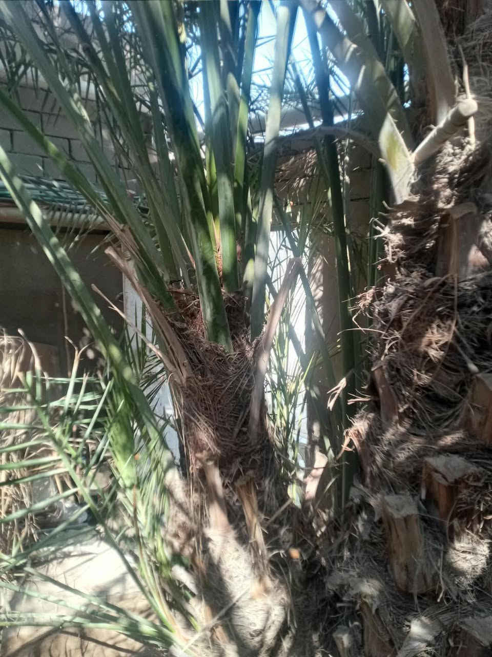 برحي حر • ٧ قطع • القرنه الشرش