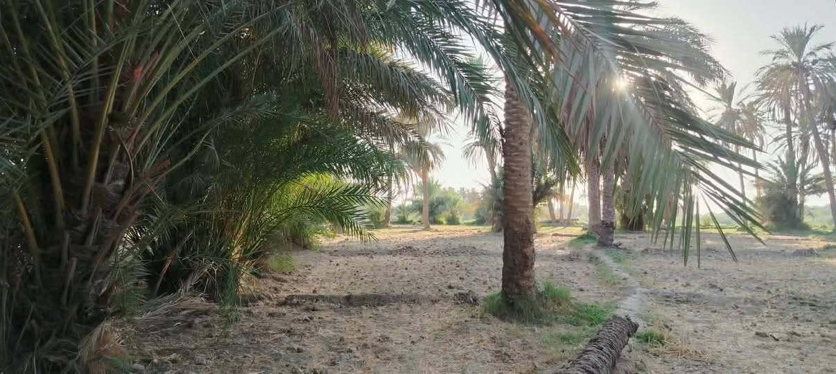أرض زراعية للبيع طابوا زراعي ١٥ دونم
تقع على نهر الفرات شط الكوفة تبعد عن الكوفة حولي ٥كيلوا 
تحتوي على ٢٠٠ نخلة متنوعة وثلاث بيوت صب كونكريت جاهزات للسكن واستقبال ١١في ٥ توجد مدارس ابتدائية:و متوسطة ومستوصف  للتواصل لاتصال على هذا الرقم ***********
