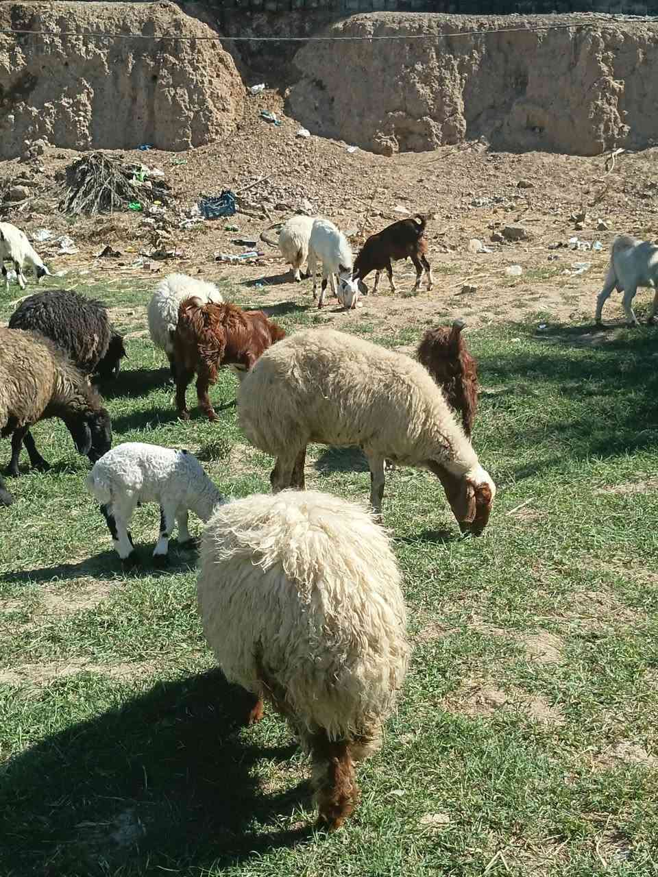 للبيع • تكريت فلكه العلم