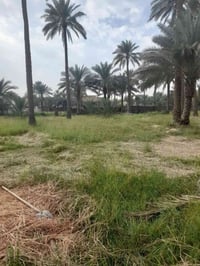 بستان • ٢٩٠٠م • طابو زراعي
