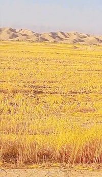 ١١٠ دونم • مرشة عصفورية • الكوت بصف الجبل
