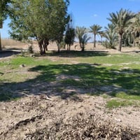 اليوسفيه القصر الاوسط • ١٦دونم • سند ٢٥