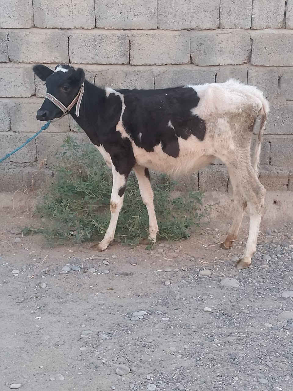 جوز حوليات • جنس اصليات • توصيل