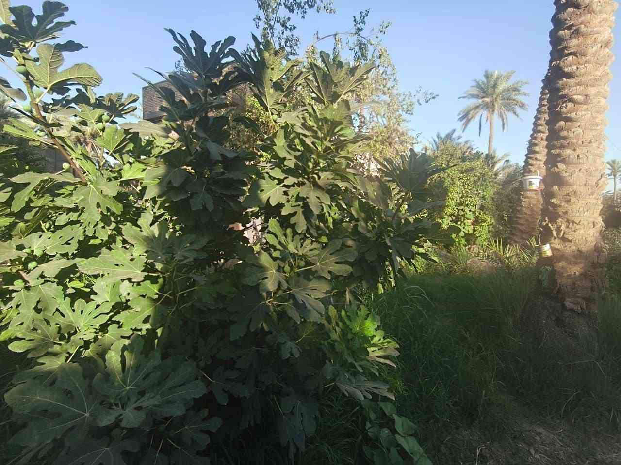 يا الله سلام عليكم 
ارض زراعيه مع دار سكني للبيع 
السعر 250 مليون وبي مجال 
المساحه 1700 الواجه 28متر 
طابو صرف زراعي
تحويل ب اسمك
سند 25  
متوفر كافة الخدمات ماء كهرباء مولدة شارع 
مدرسة ابتدائيه ومتوسطه وثانويه
شارع عرض ٦امتار 
الارض جميع الخدمات
الارض انواع النخيل والحمضيات 
الموقع /شارع ١٠٠  الرابط بزل حجي علي  
للاستفسار اكثر وبخدمتكم
***********
